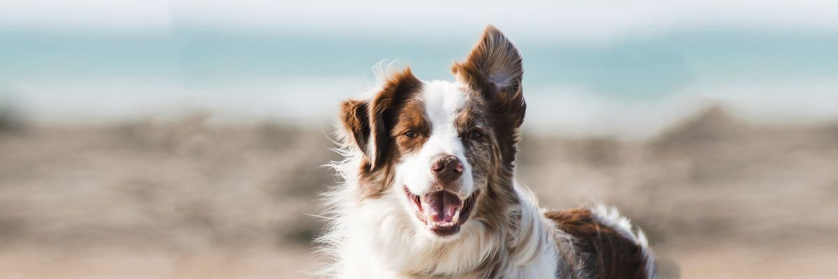 Вушний кліщ у собак: симптоми, лікування та профілактика
