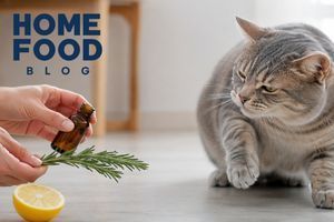 What odors do not like cats: what should be avoided in the house?