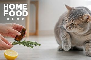 What odors do not like cats: what should be avoided in the house?