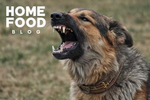 Rabies in dogs: main symptoms and prevention