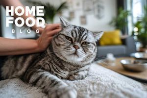 Fleas in a cat: what to do, treatment, how to get rid of