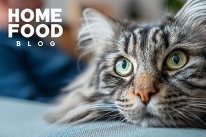 How to take a cat's temperature