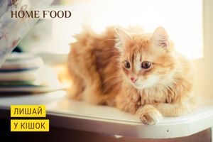 Лишай у кошек – признаки и лечение