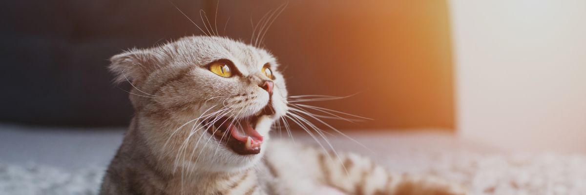 Неприємний запах з рота у кота: причини, профілактика та способи лікування