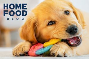 When and how dogs change their teeth