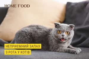 Неприємний запах з рота у кота: причини, профілактика та способи лікування