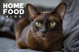 Bad Breath in Cats: Causes, Prevention, and Treatment