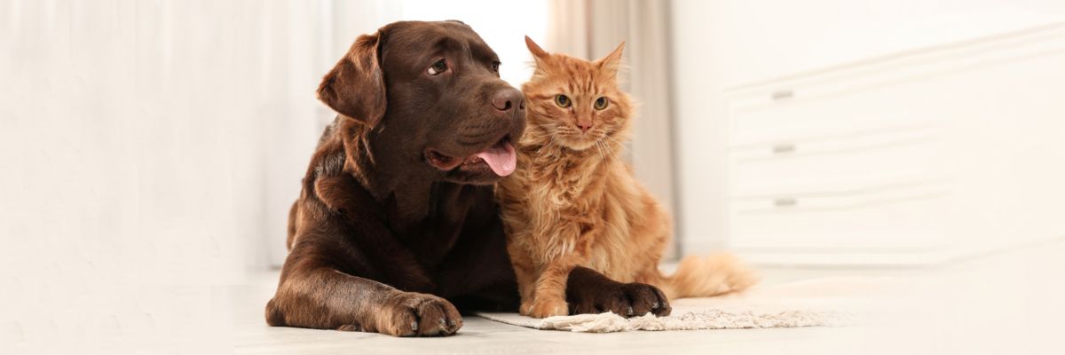 Блошиний дерматит у котів і собак: лікування, симптоми, поради