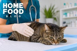 Diarrhoea in a cat: symptoms, causes, how to fix stools
