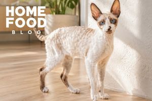 Cornish Rex