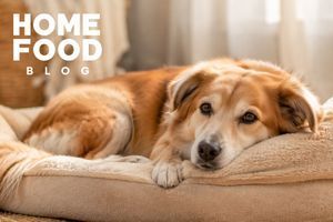 Urinary incontinence in dogs: causes, treatment and what to do