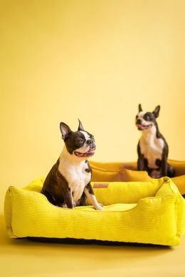 Dreamer Yellow Velvet Bed