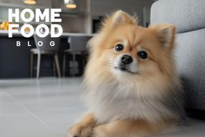 Pet in the house: what do you need to know?
