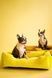 Dreamer Yellow Velvet Bed