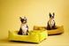 Dreamer Yellow Velvet Bed