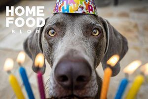 A dog's age in human years
