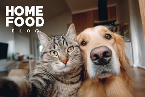 How to Make a Cat and Dog Friends