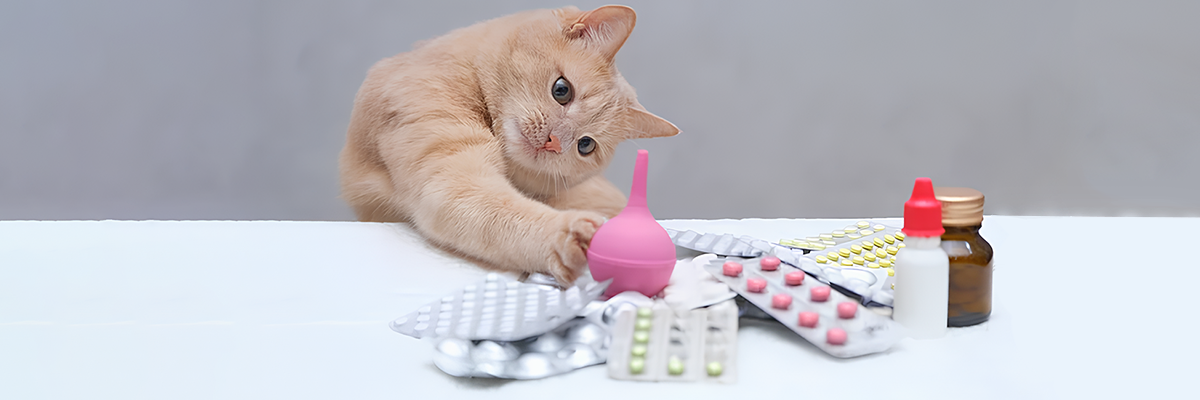 Як дати таблетку коту без зайвого стресу