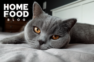 Features of British Cats: What Responsible Owners Need to Know