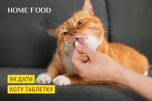 Как дать таблетку коту без лишнего стресса