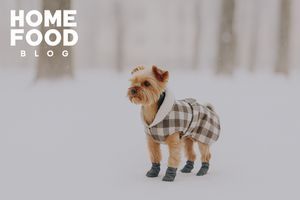 Boosting Pet Immunity During Cold Seasons: Tips for Autumn and Winter