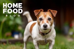 How to remove a tick from a dog