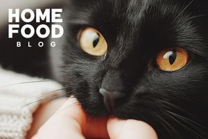 Why does a cat bite
