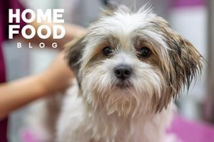 How to get rid of fleas on a dog: effective solutions