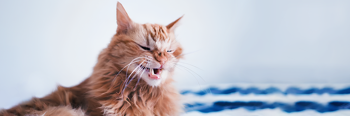 Кот чихает: причины и лечение