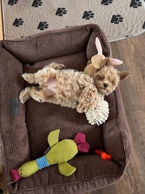 Dreamer Brown Velvet Bed