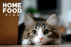 Cat Spaying: What You Need to Know