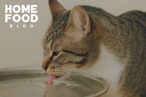 The Importance of Drinking Water in the Diet of Pets