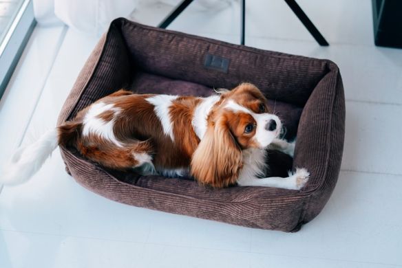 Dreamer Brown Velvet Bed
