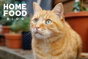 Atopic dermatitis in a cat