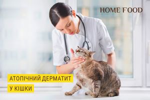 Атопический дерматит у кошки