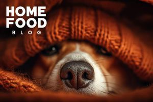 What to do if a dog has a fever?
