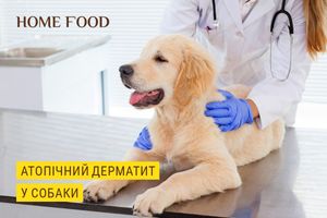 Атопический дерматит у собаки