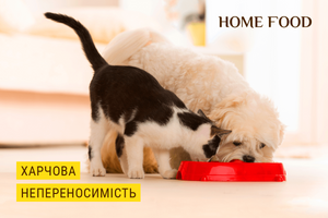 Пищевая непереносимость у собак и котов