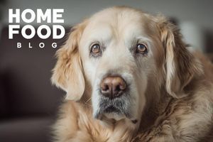 How to feed an older dog