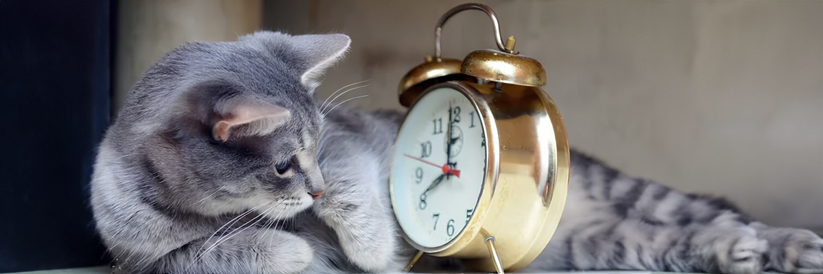 Сколько лет живут кошки?