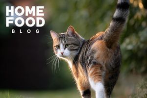 How long do cats live?