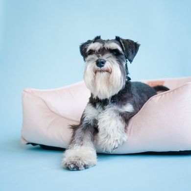Dreamer Velur Pudra Bed