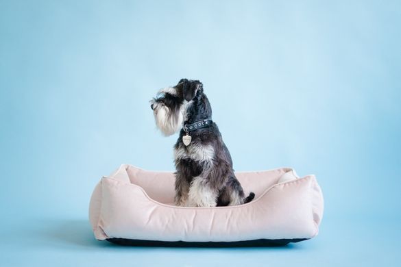 Dreamer Velur Pudra Bed