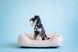 Dreamer Velur Pudra Bed