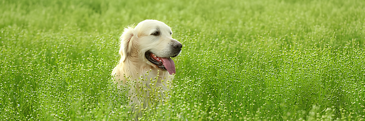Чому собака їсть траву: пояснення поведінки тварини
