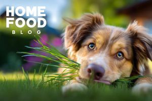 Why Dogs Eat Grass: An Explanation of Animal Behavior