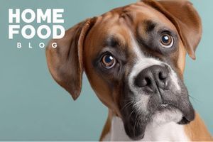 What should be the nose of a healthy dog