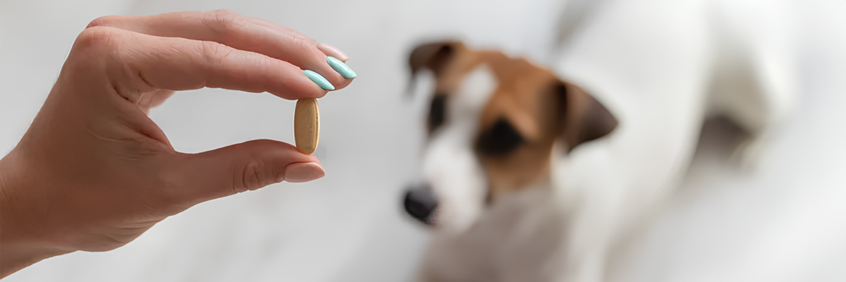Как давать собаке таблетку от глистов