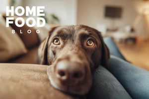 How to give a dog a deworming pill