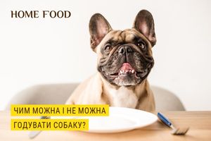 Какими продуктами можно и чем нельзя кормить собак